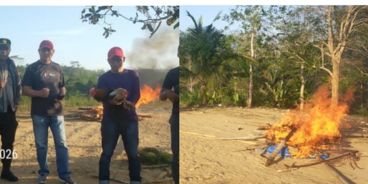 Dikira Aman dari Pantauan, Arena Sabung Ayam di Bontomangiring  Digerebek Polisi
