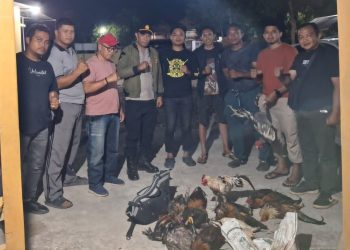 Polsek Bulukumpa Gerebek Dugaan Judi Sabung Ayam di Bontomangiring, Sejumlah Ayam Diamankan