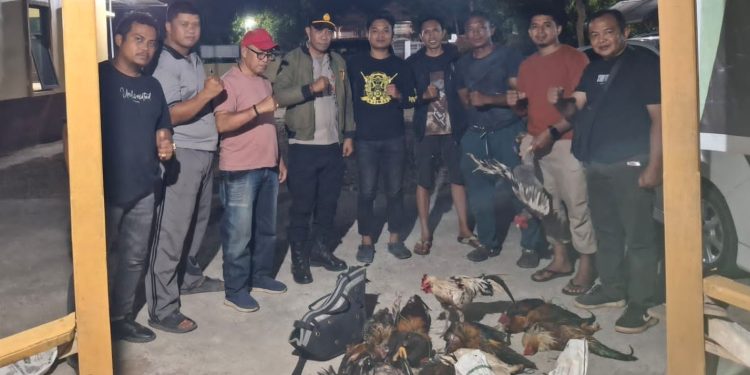 Polsek Bulukumpa Gerebek Dugaan Judi Sabung Ayam di Bontomangiring, Sejumlah Ayam Diamankan