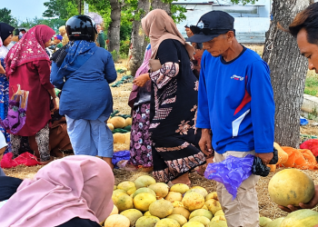 Tak Banyak Yang Tahu Lapak Melon -Semangka di Pemalang Bisa Raup Omzet Belasan Juta Rupiah, Cuman Gelar Dagangan di Pinggir Sawah