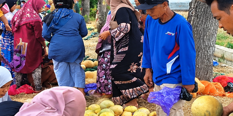 Tak Banyak Yang Tahu Lapak Melon -Semangka di Pemalang Bisa Raup Omzet Belasan Juta Rupiah, Cuman Gelar Dagangan di Pinggir Sawah